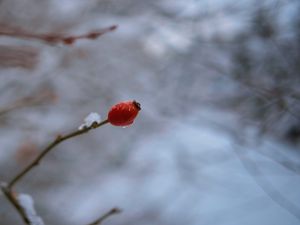 Превью обои шиповник, ветка, ягода, капля, снег, зима, блюр