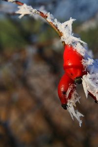 Превью обои шиповник, ветка, иней, плоды, ягоды, мороз