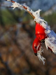 Превью обои шиповник, ветка, иней, плоды, ягоды, мороз