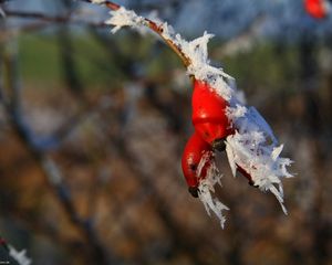 Превью обои шиповник, ветка, иней, плоды, ягоды, мороз