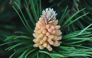 Превью обои шишка, ель, иголки, макро, природа