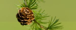 Превью обои шишка, ель, ветка, макро, природа