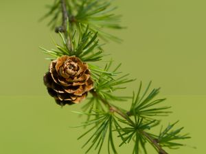 Превью обои шишка, ель, ветка, макро, природа