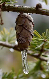 Превью обои шишка, сосулька, лед, макро