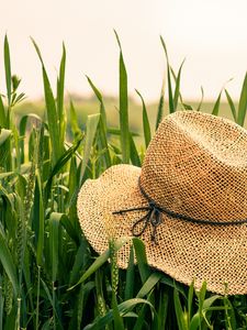Превью обои шляпа, трава, колосья, лето