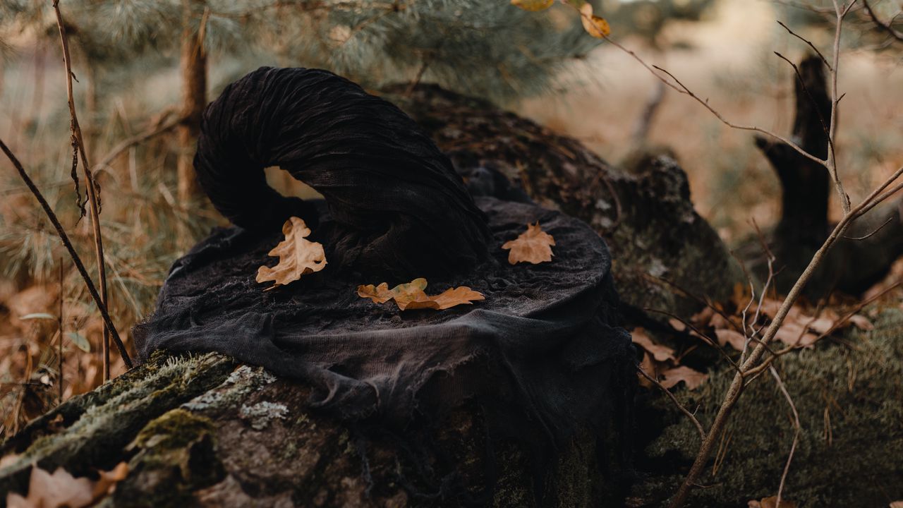 Обои шляпа, ведьма, листья, осень, природа
