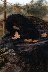 Превью обои шляпа, ведьма, листья, осень, природа