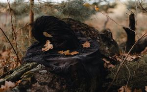 Превью обои шляпа, ведьма, листья, осень, природа