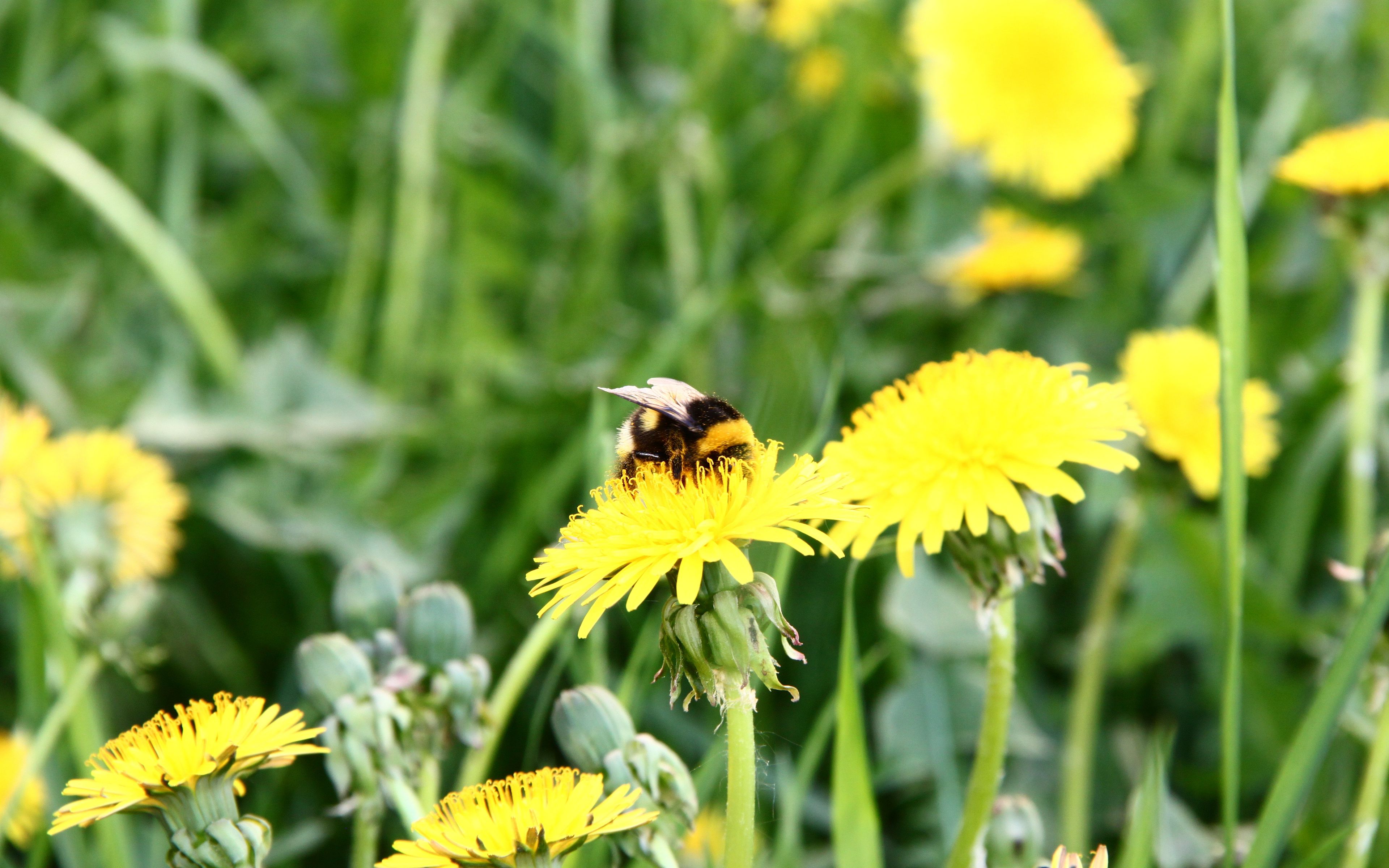 Пчела опыляет одуванчик