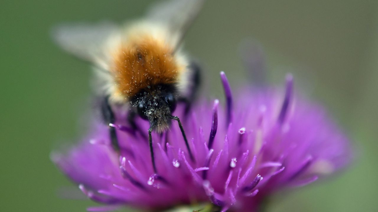 Обои шмель, пчела, цветок, пыльца, фиолетовый, макро