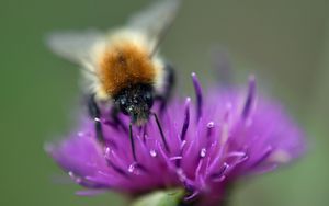 Превью обои шмель, пчела, цветок, пыльца, фиолетовый, макро