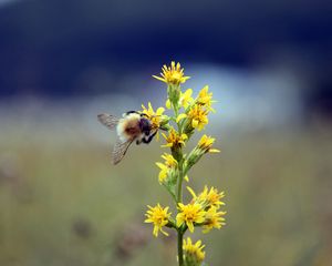 Превью обои шмель, цветок, насекомое, размытость