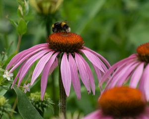 Превью обои шмель, цветок, насекомое, лепестки, макро