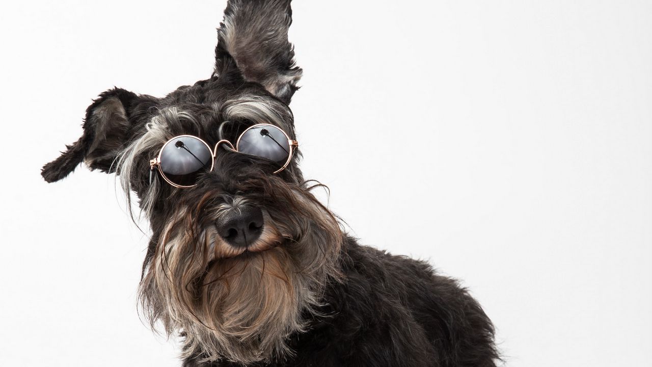 Обои шнауцер, собака, питомец, очки