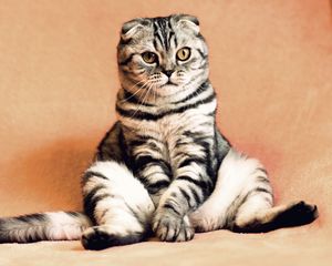 Превью обои шотландская вислоухая кошка, кот, сидит, прикольный, забавно