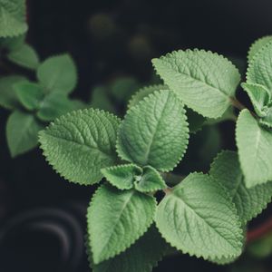 Превью обои шпороцветник, листья, растения, макро
