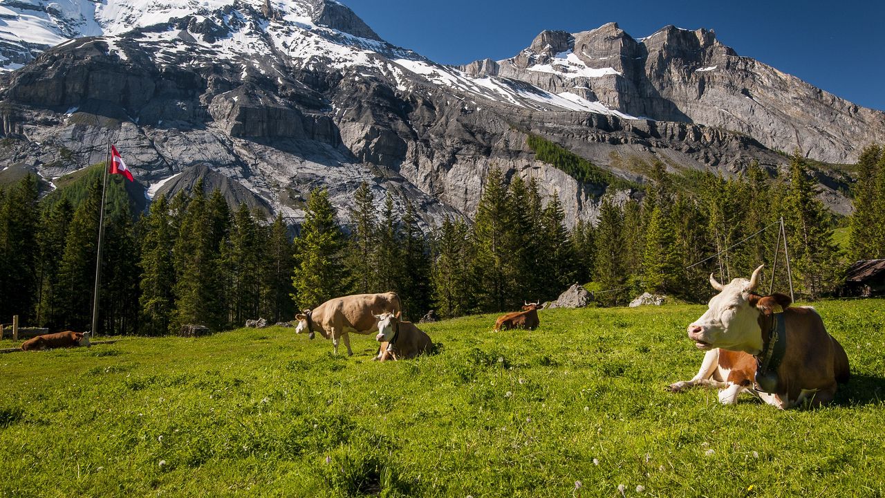 Обои швейцария, горы, коровы, луг, трава, вершины