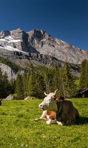 Превью обои швейцария, горы, коровы, луг, трава, вершины