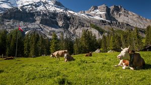 Превью обои швейцария, горы, коровы, луг, трава, вершины