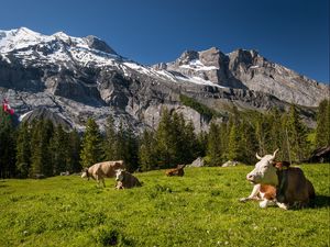 Превью обои швейцария, горы, коровы, луг, трава, вершины