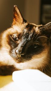 Превью обои сиамская кошка, кошка, морда, питомец