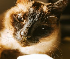 Превью обои сиамская кошка, кошка, морда, питомец