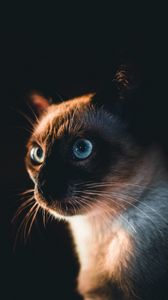 Превью обои сиамская кошка, кошка, питомец, взгляд, темный