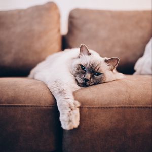 Превью обои сиамская кошка, кошка, питомец, серый