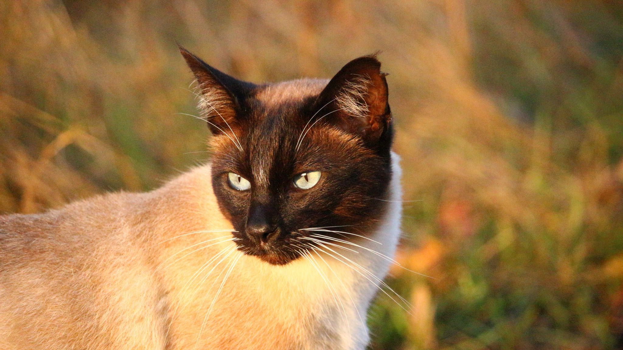 Сиамская кошка коричневая