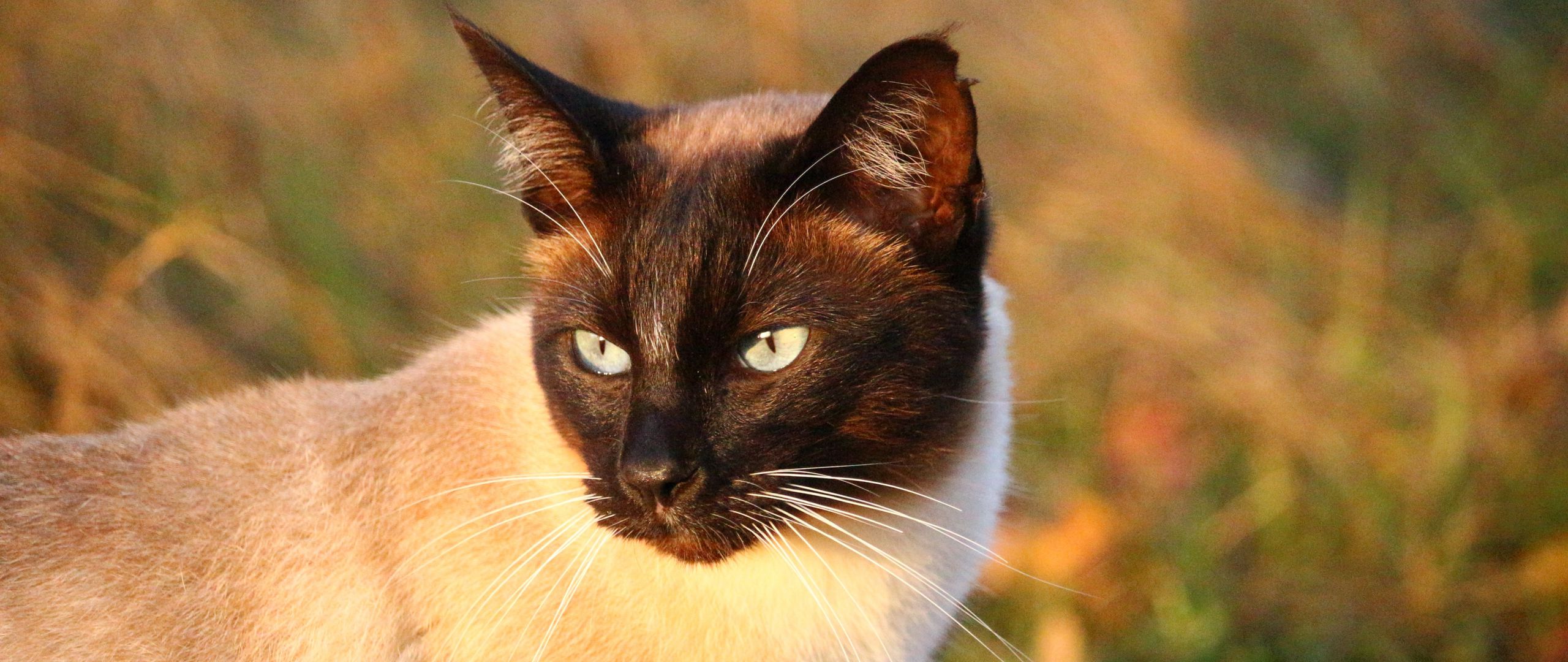 Сиамская кошка картинки