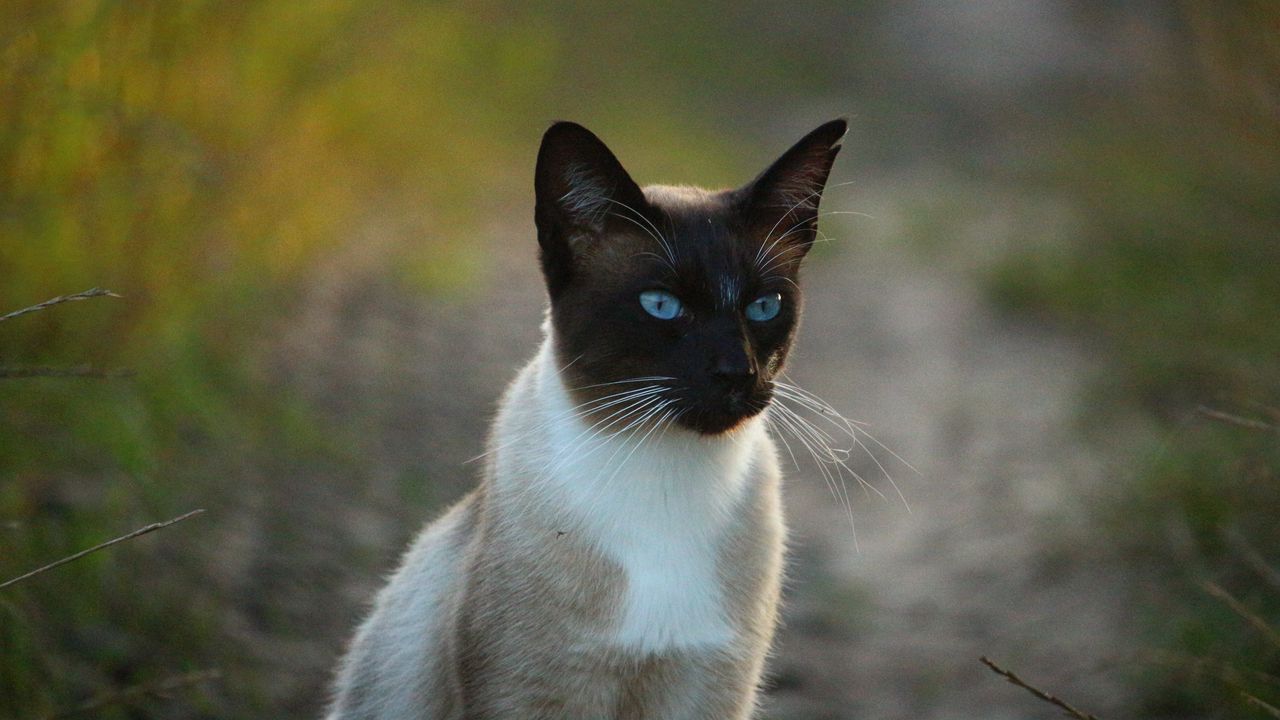 Обои сиамский кот, кот, голубоглазый