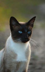 Превью обои сиамский кот, кот, голубоглазый