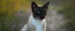 Превью обои сиамский кот, кот, голубоглазый
