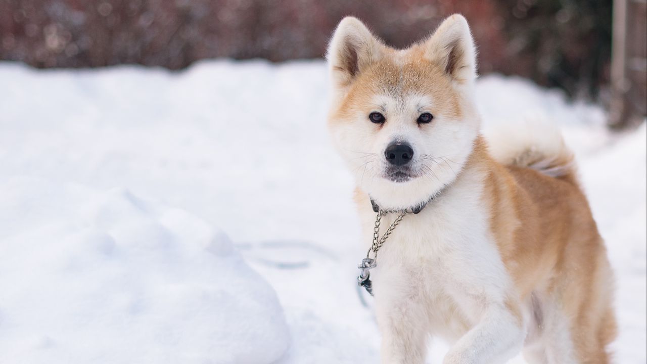 Обои сиба-ину, собака, питомец, бег, снег, зима