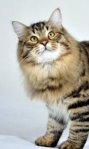 Превью обои сибирская кошка, пушистый, кот, полосатый