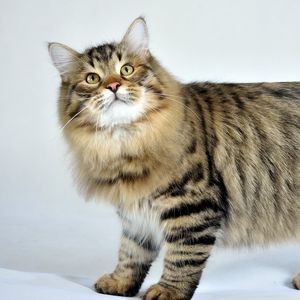 Превью обои сибирская кошка, пушистый, кот, полосатый