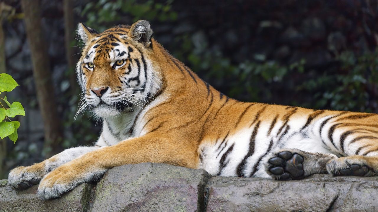 Обои сибирская тигрица, тигр, хищник, большая кошка, животное