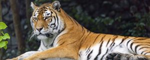 Превью обои сибирская тигрица, тигр, хищник, большая кошка, животное