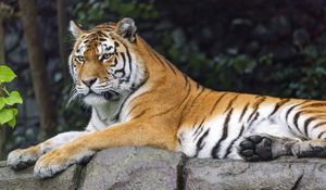 Превью обои сибирская тигрица, тигр, хищник, большая кошка, животное
