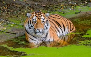 Превью обои сибирский тигр, большая кошка, животное, пруд, вода