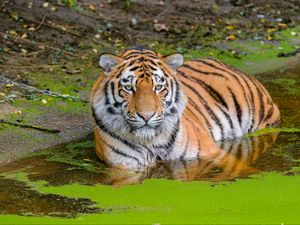 Превью обои сибирский тигр, большая кошка, животное, пруд, вода