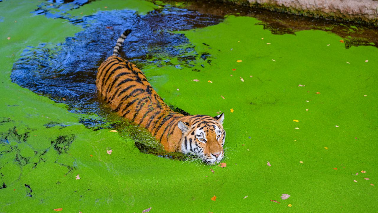 Обои сибирский тигр, хищник, большая кошка, пруд