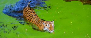 Превью обои сибирский тигр, хищник, большая кошка, пруд
