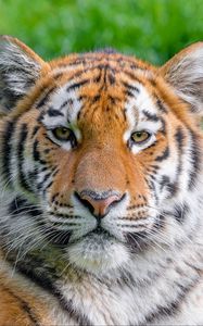Превью обои сибирский тигр, хищник, большая кошка, животное