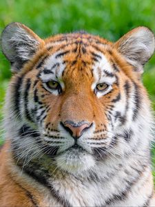 Превью обои сибирский тигр, хищник, большая кошка, животное