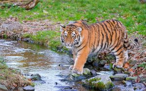 Превью обои сибирский тигр, хищник, большая кошка, животное, ручей