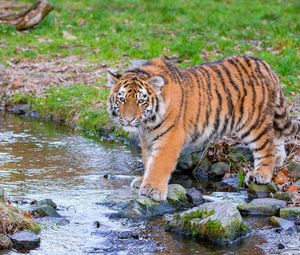 Превью обои сибирский тигр, хищник, большая кошка, животное, ручей