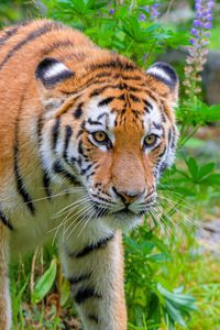 Превью обои сибирский тигр, хищник, большая кошка, дикая природа