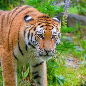 Превью обои сибирский тигр, хищник, большая кошка, дикая природа