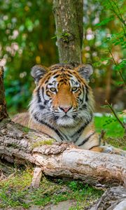 Превью обои сибирский тигр, хищник, большая кошка, дерево